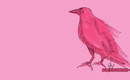 Raven-in-pink